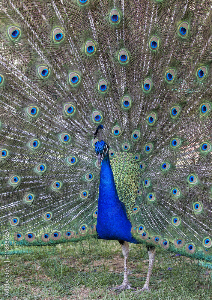 Obraz premium peacock strutting his stuff