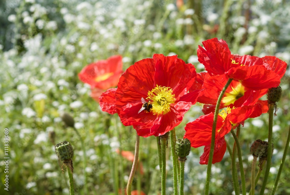 red poppies field in spring red poppies field in spring