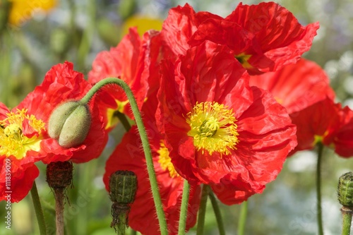 big poppy bud close up photo