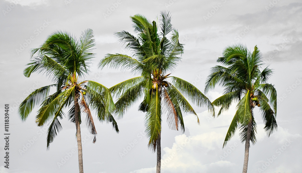 Fototapeta premium Three coconut tree stands on the background sky after rain.