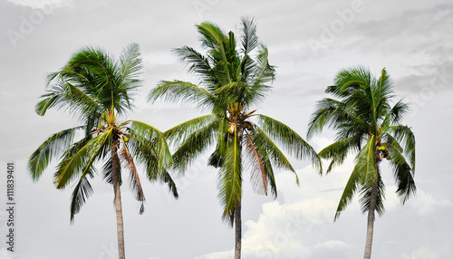 Three coconut tree stands on the background sky after rain.