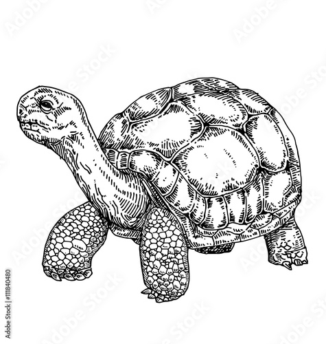 Tortoise