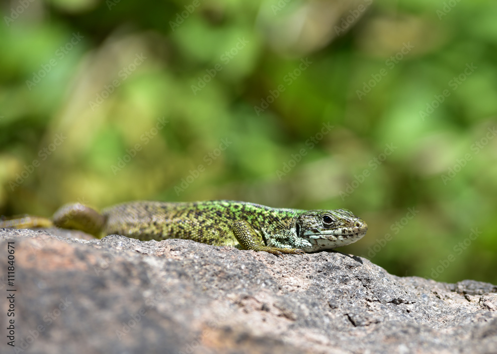Naklejka premium Green lizard