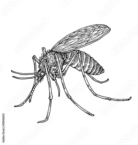 Mosquito.