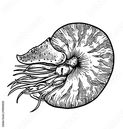 Nautilus.