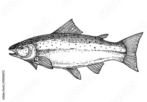 Salmon.