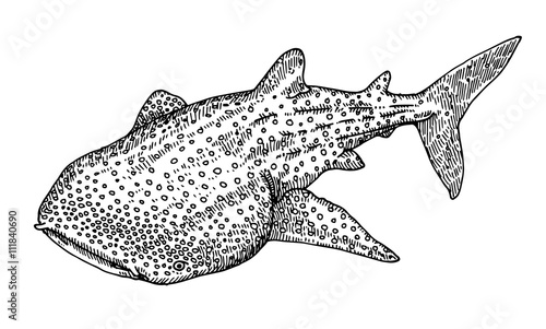 Whaleshark