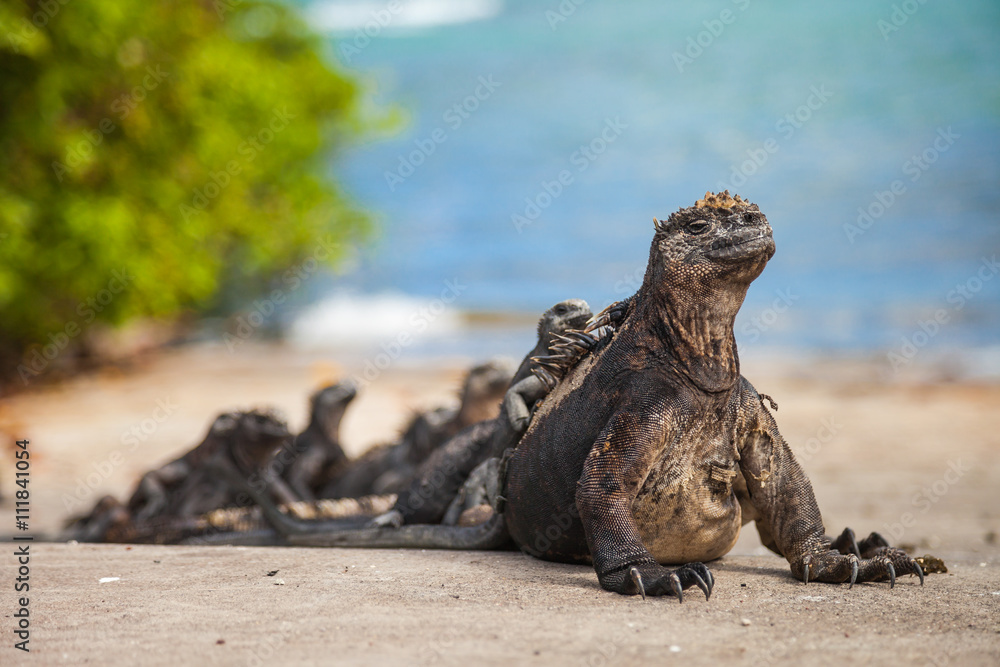 Fototapeta premium Marine iguana