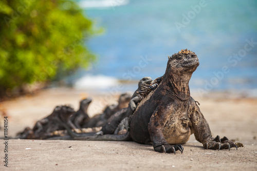 Marine iguana photo
