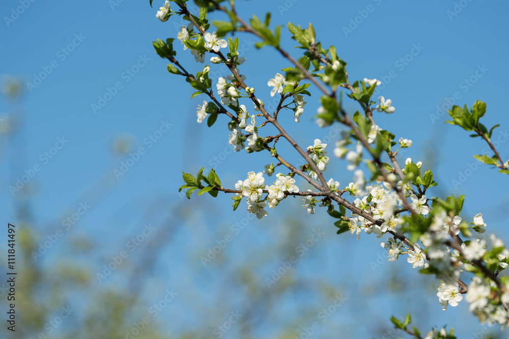 Flowering plum tree against the blue sky Flowering plum tree against the blue sky