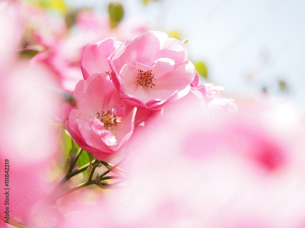 Fototapeta premium Rose