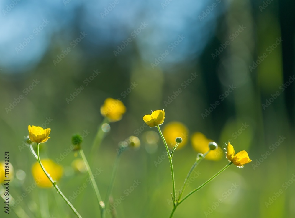 Fototapeta premium Wild yellow buttercups flowers