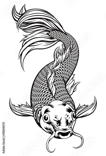 Koi Carp Fish