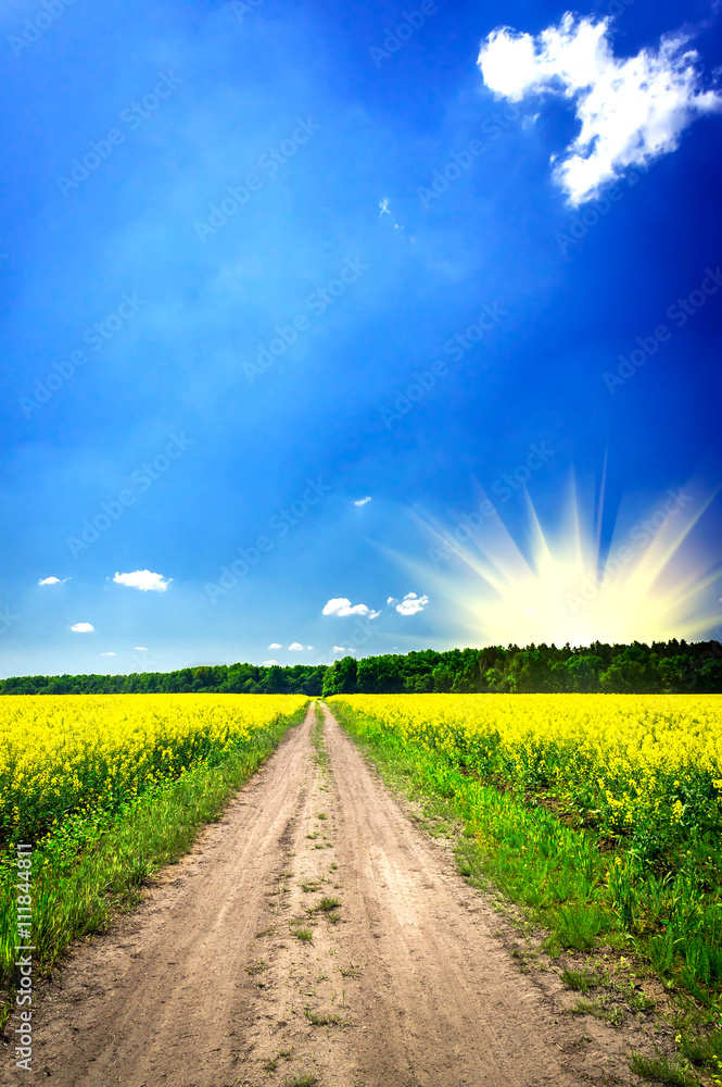 Countryside road and golden field of rapeseed. Countryside road and golden field of rapeseed.