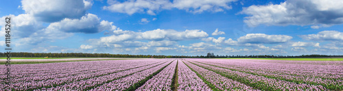 Magnificent field of tulips in Holland.