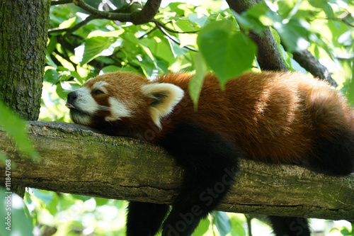 Fototapeta Naklejka Na Ścianę i Meble -  schlafender roter Panda auf einem Baumstamm