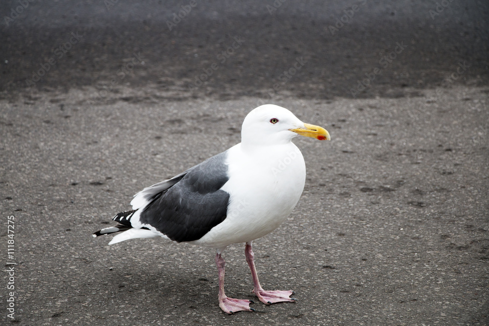 Fototapeta premium Seagulls at walking on the road