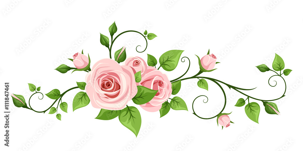 Fototapeta premium Wektor różowy róża winorośli na białym tle na białym tle.