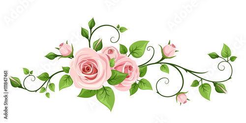 Vector pink rose vine isolated on a white background.