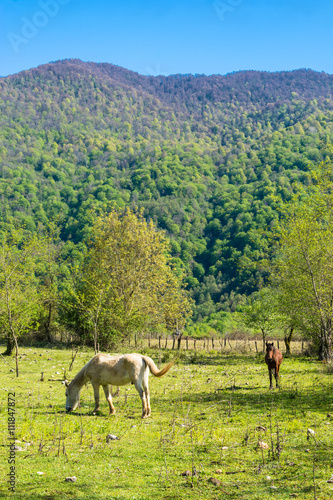 Beautiful mountain landscape with horses.