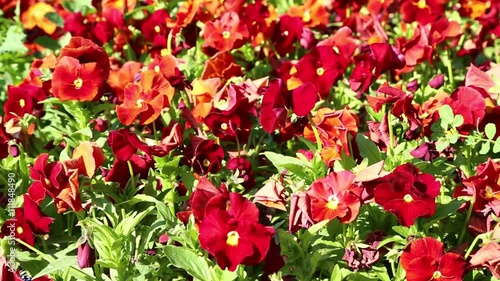 in iran antique garden with lots of different flowers in the wind photo