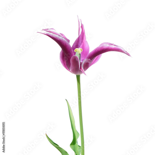 Purple Lilyflowering tulip isolated on white background
