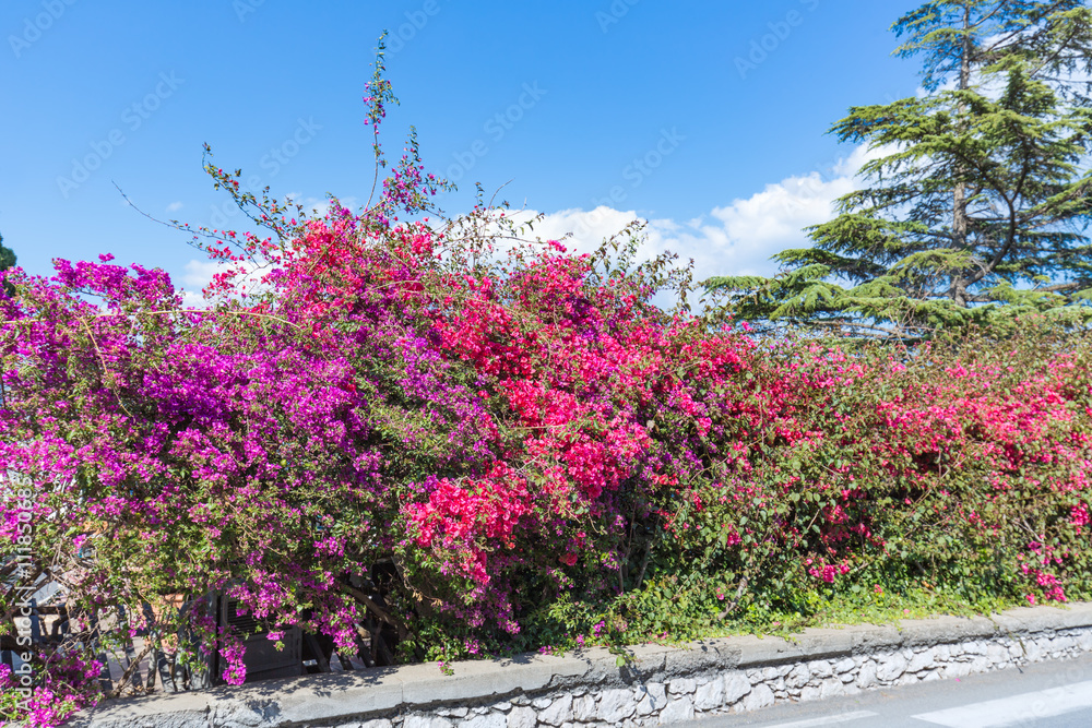 Colorful red and purple bougainvillea flowers at the Island Sicily, Italy