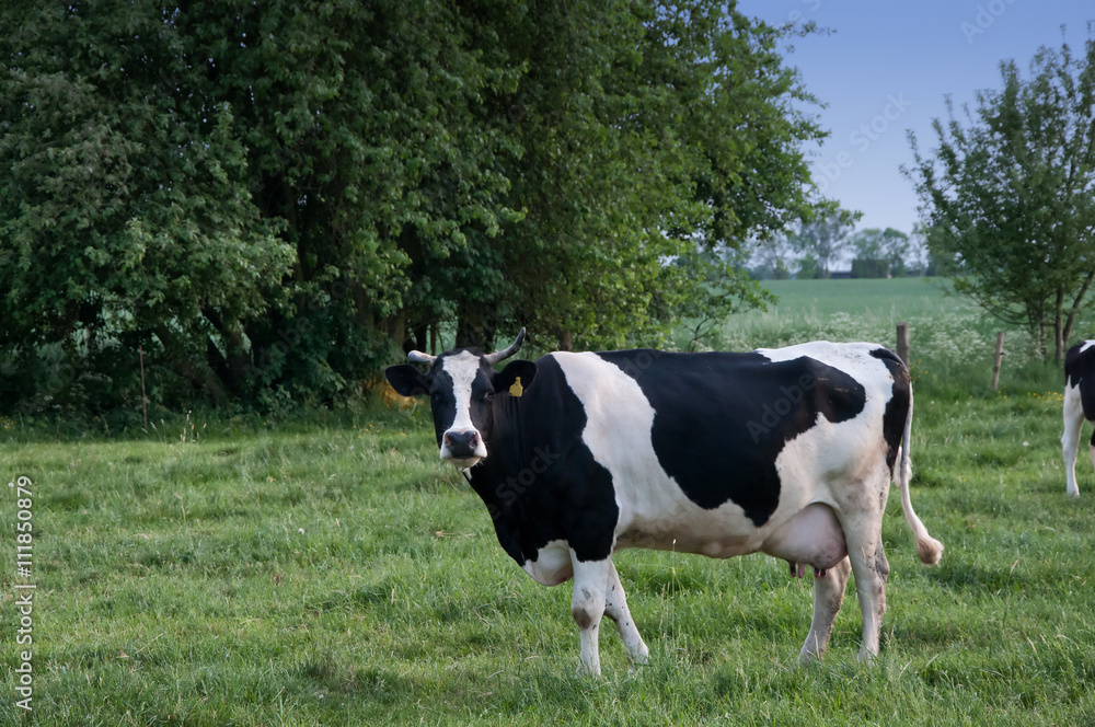 cows on green meadow