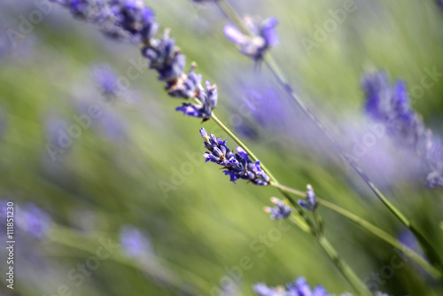 Lavender in Dalmatia  Croatia