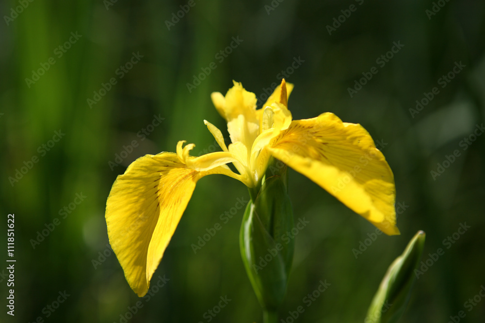 Blooming Iris pseudacorus Blooming Iris pseudacorus