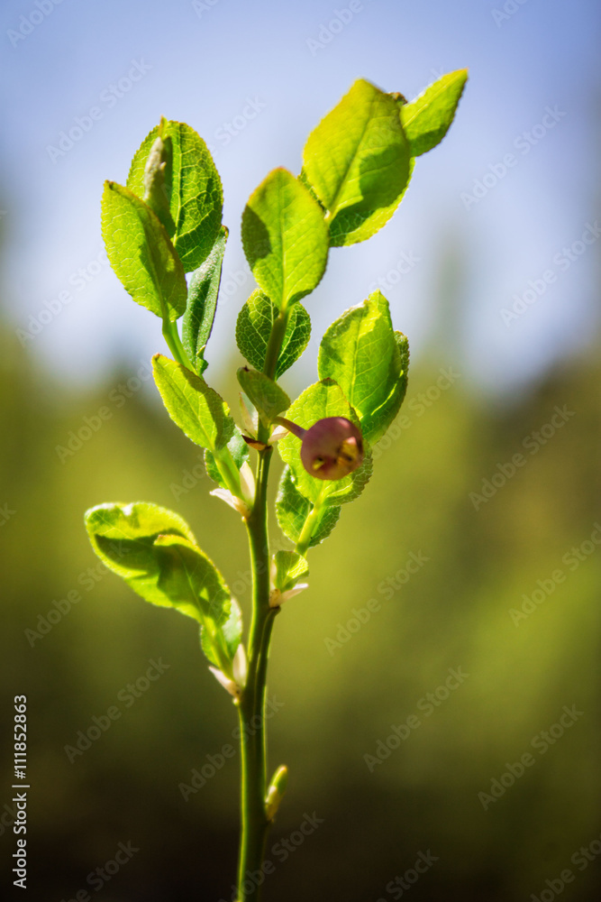 Sprig of blueberries with flower Sprig of blueberries with flower