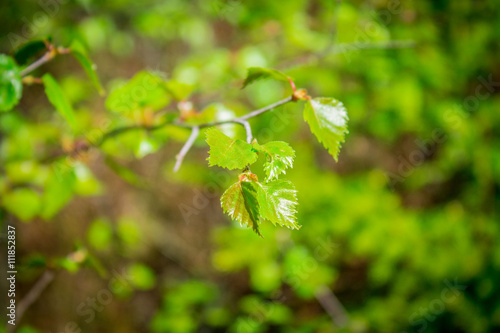 Young birch leaves