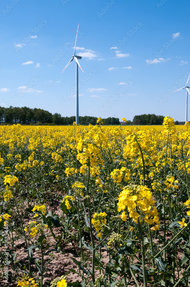 Landscape of windmills producing energy on a yellow rape field w Landscape of windmills producing energy on a yellow rape field w