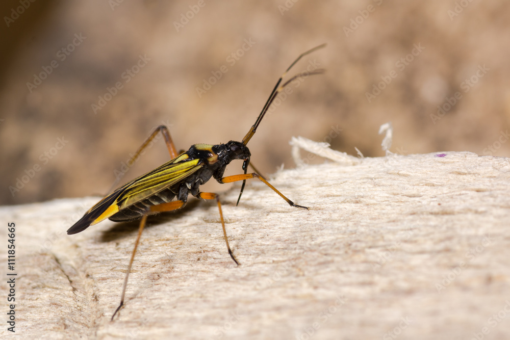 Miris striatus mirid bug. A brightly coloured predatory true bug in the ...