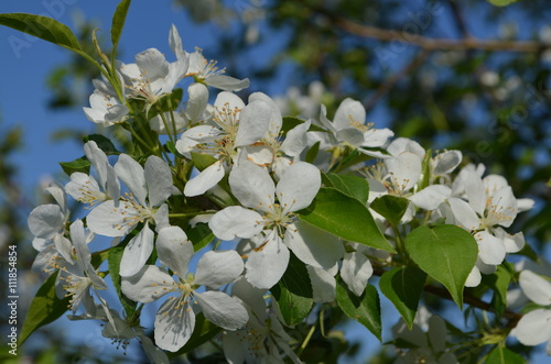 нежные цветы цветущей яблони