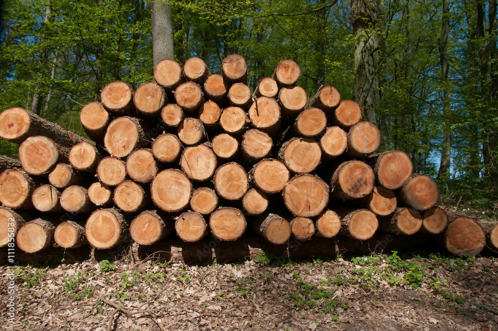 tree stump background