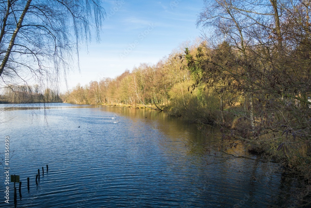 Fototapeta premium Swan crossing Lake Born / Rhineland