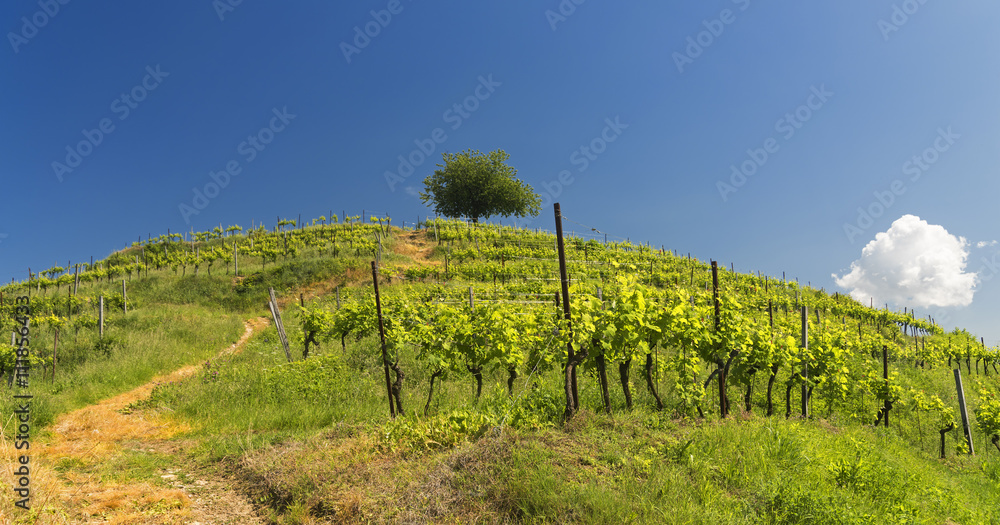 Vineyard at Montevecchia (Brianza, Italy)