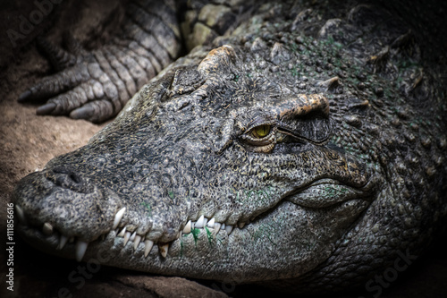 Nile crocodile (Crocodylus niloticus) © xfargas