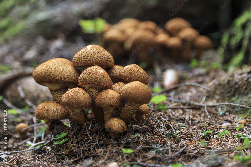 Mushrooms in the forest Mushrooms in the forest