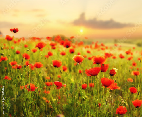 Maki polne-kwiaty,kolor selektywny © Mike Mareen