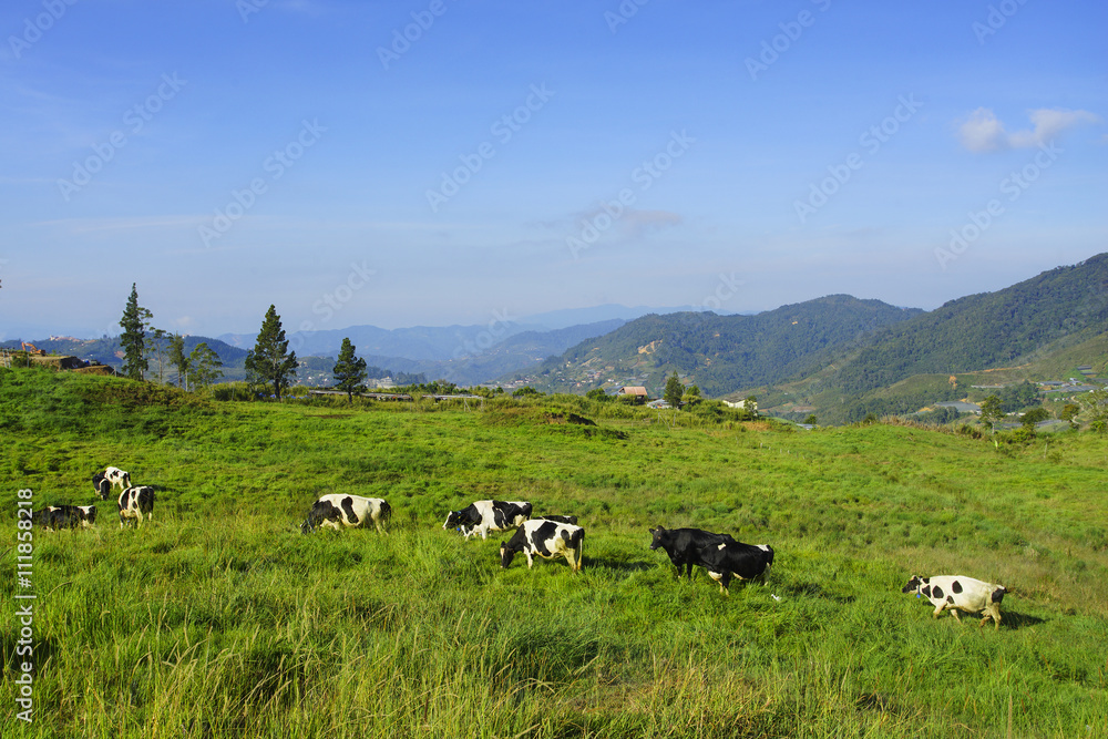 Dairy cows in paddock eating fresh grass under the blue sky, New Dairy cows in paddock eating fresh grass under the blue sky, New