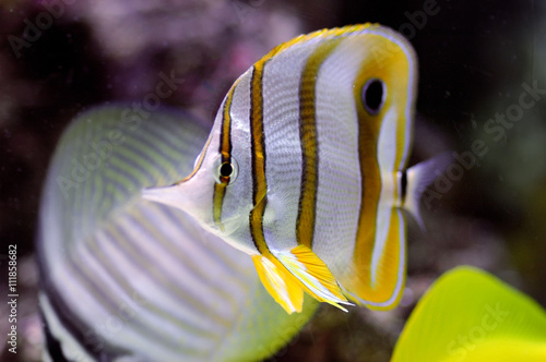 Copperband butterflyfish (Chelmon rostratus) photo