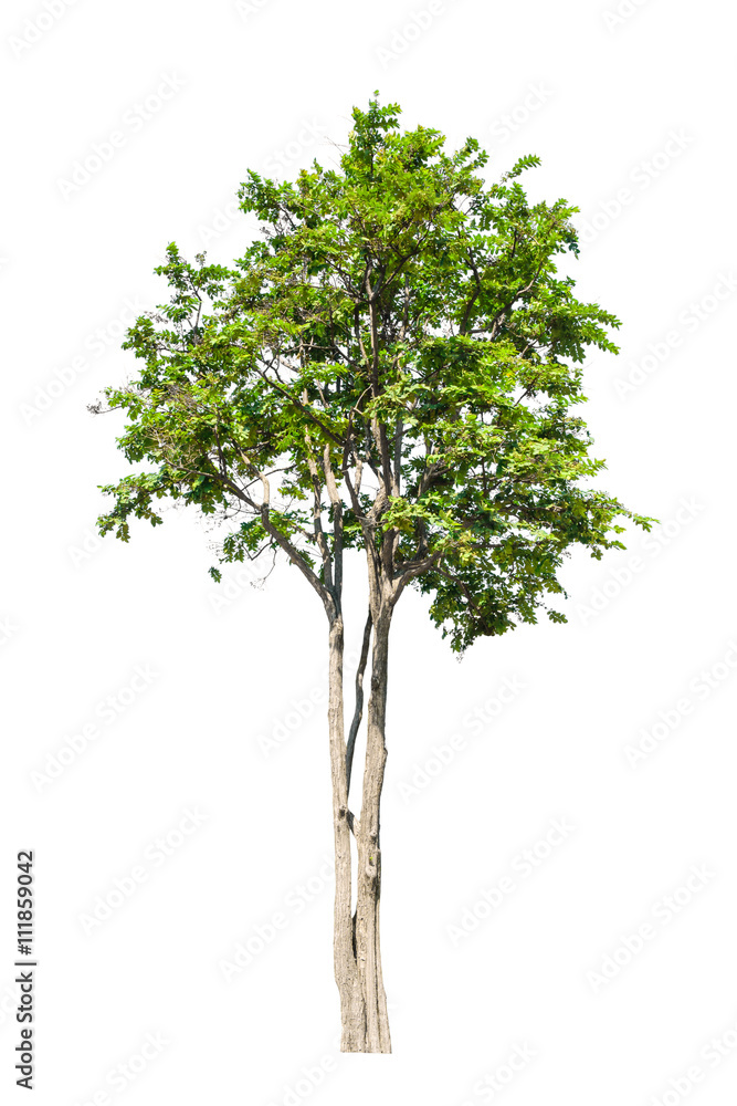 tree on isolate white background tree on isolate white background