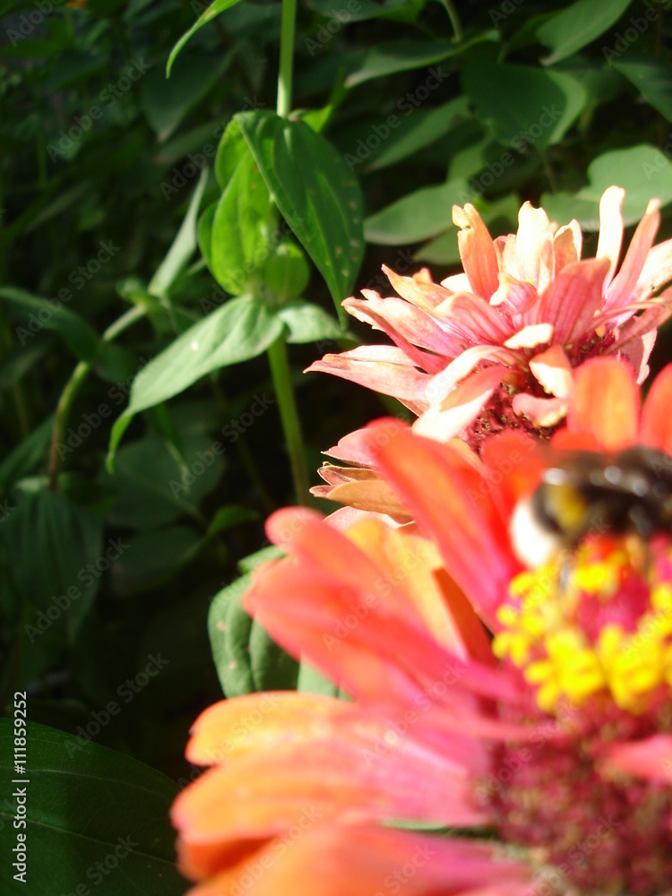 Zinnia flower, bee and green leaves Zinnia flower, bee and green leaves