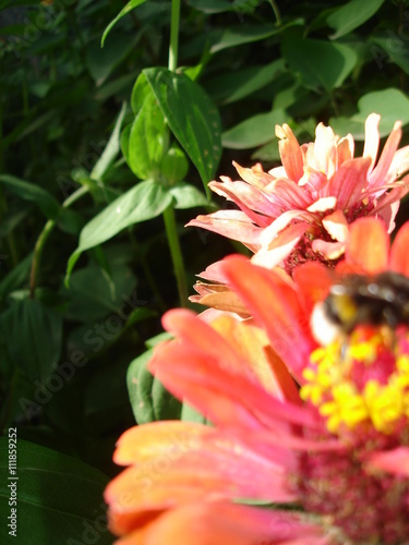 Zinnia flower, bee and green leaves