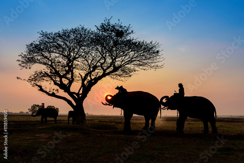 silhouette elephants standing under the tree at sun rise