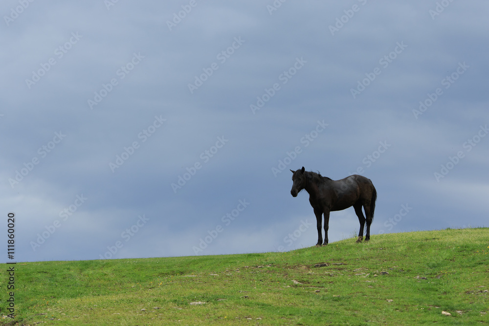 Black Horse in the Field Black Horse in the Field