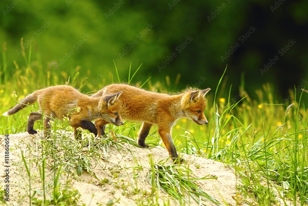 Fototapeta premium big brother fox