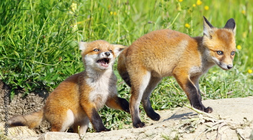 angry fox baby